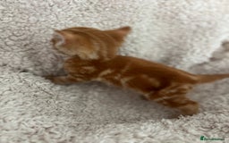 Turkish Angora cats for sale: 🐯 Beautiful Turkish Angora kittens 🐯  - Image 10