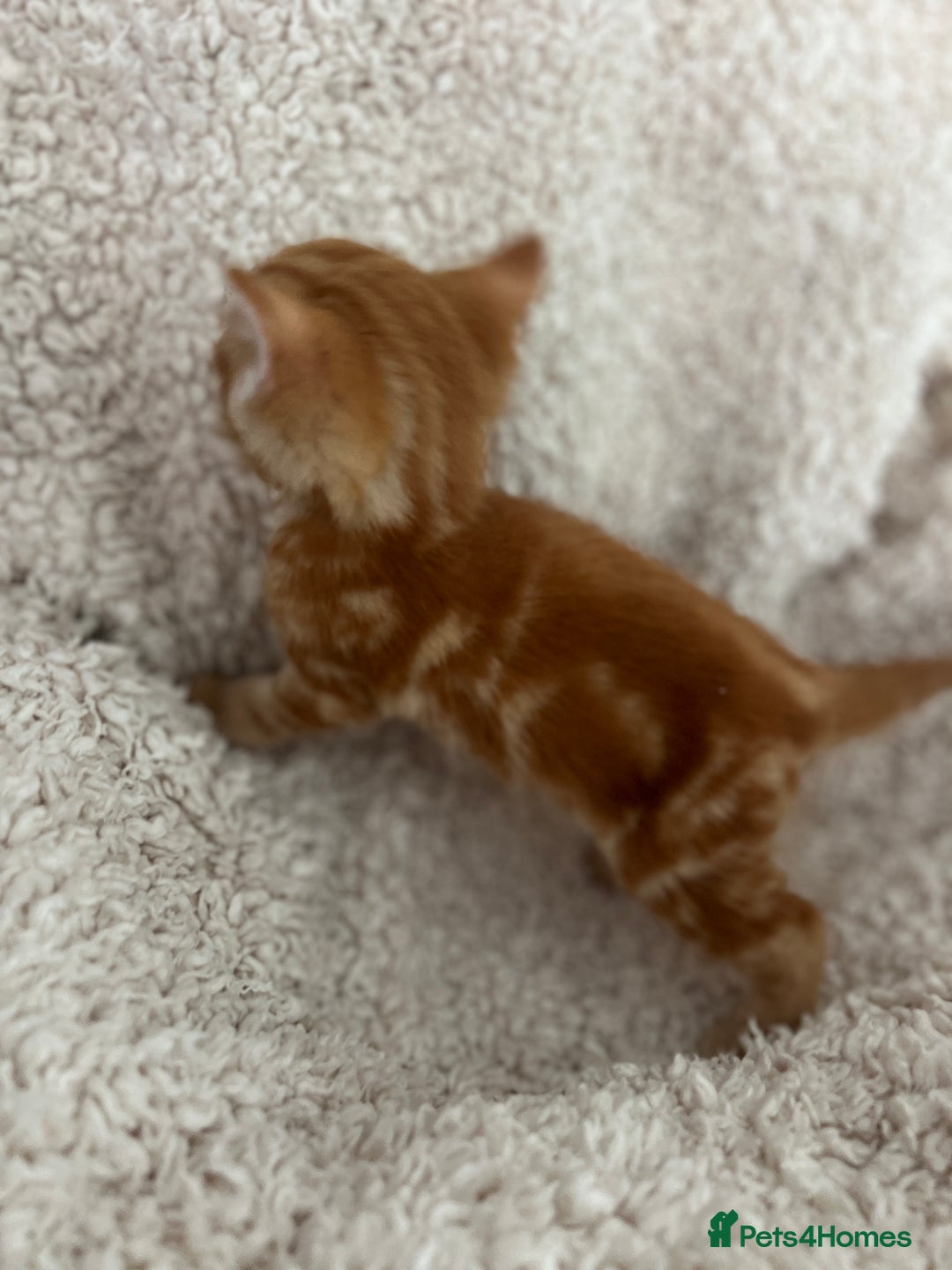 Turkish Angora cats for sale: 🐯 Beautiful Turkish Angora kittens 🐯  - Image 10