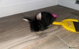 Mini Lion Lop rabbits for sale: Beautiful black lionheads - Image 5