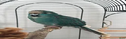 Parakeets birds for sale: Beautiful Hand-Tame Turquoise Kakariki Parrot - Advert 1