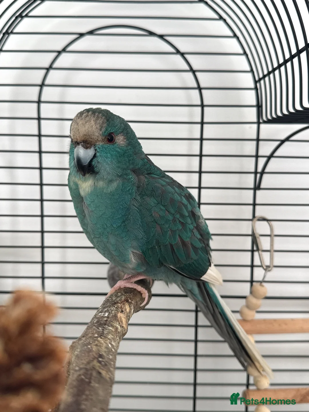 Parakeets birds for sale: Beautiful Hand-Tame Turquoise Kakariki Parrot - Advert 1