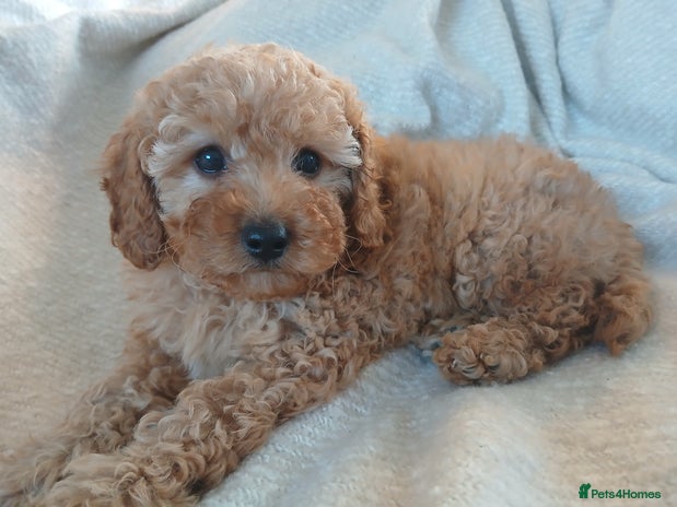 Cavapoo dogs - Advert 9