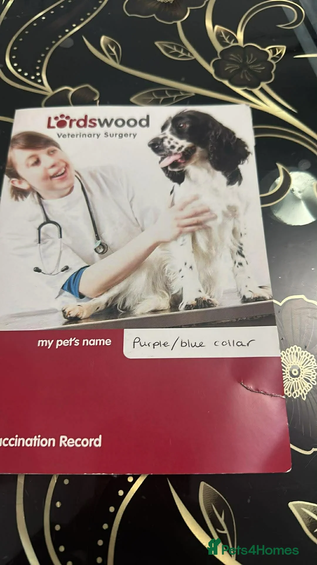 Chow Chow dogs for sale: Male Chow Chow for sale  in Birmingham - Advert 8