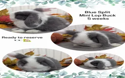 Mini Lop rabbits for sale: Mini lops ready to reserve - Image 5