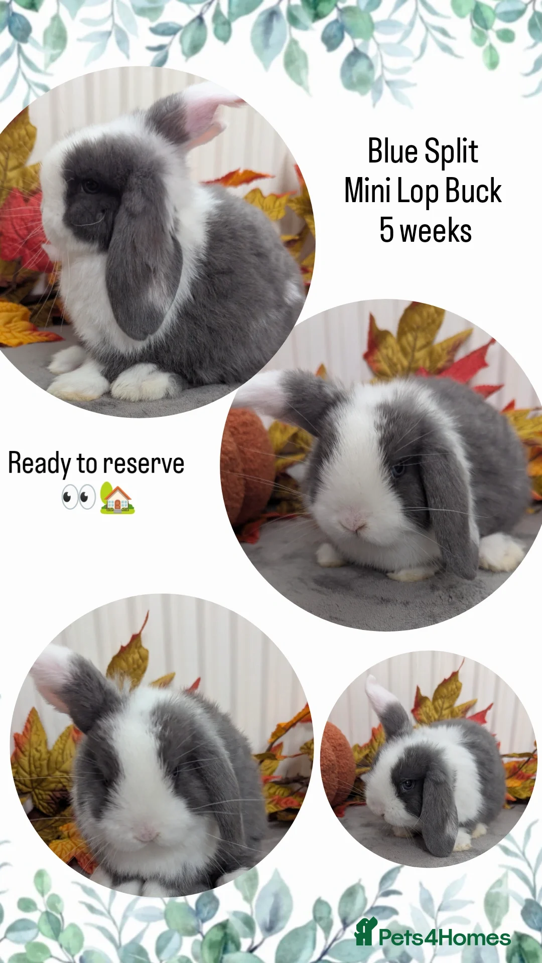 Mini Lop rabbits for sale: Mini lops ready to reserve - Image 5