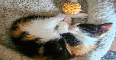 Mixed Breed cats - Advert 12