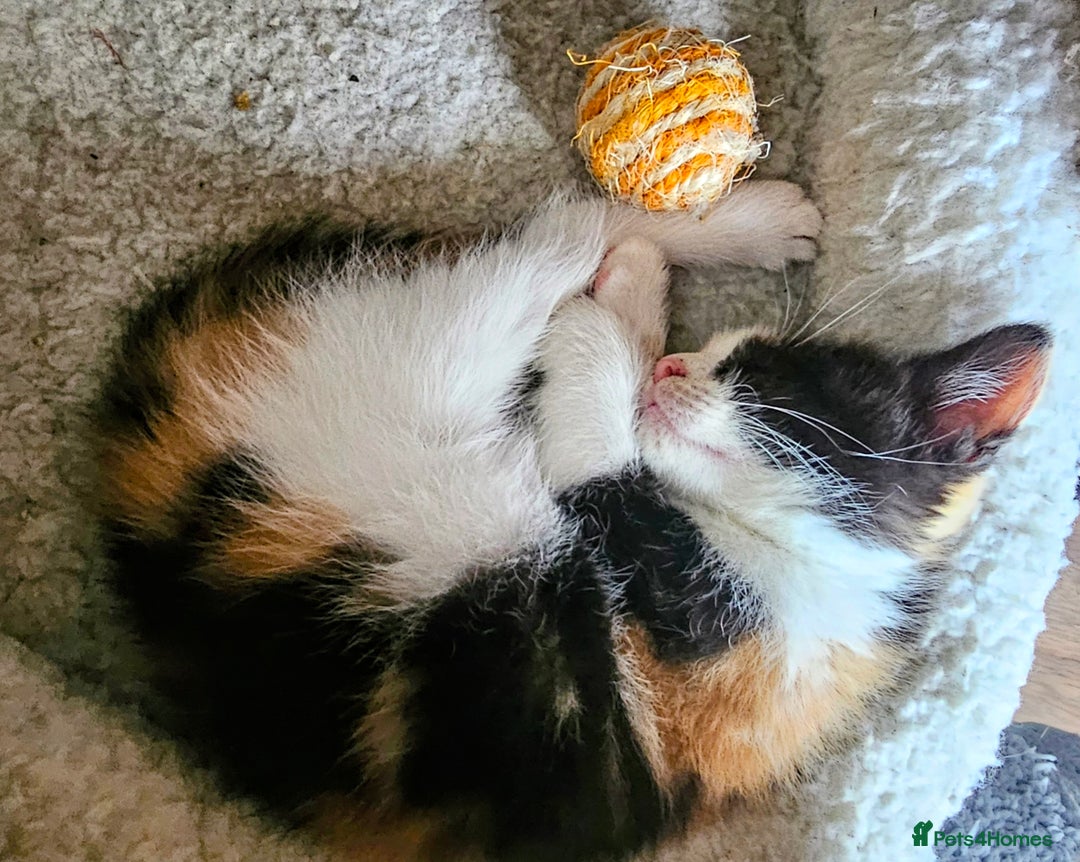 Mixed Breed cats for sale: Few lovely kittens ready for new lovely homes ! - Image 2