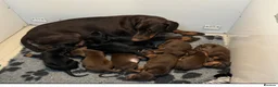 Dobermann dogs for sale: LICENSED EXPERIENCED BREEDER-ready now  - Advert 2