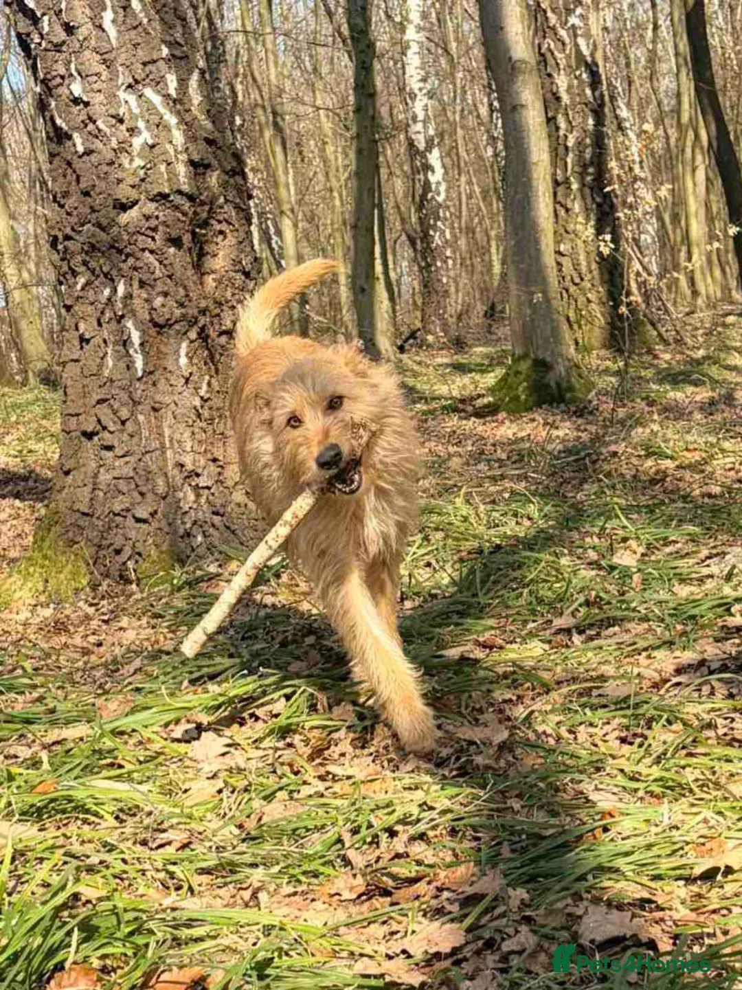 Mixed Breed dogs for adoption: ❤️🐶 ETTIE – SHE LOVED ONCE… AND WILL LOVE AGAIN in Burton-on-Trent - Advert 2