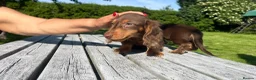 Miniature Dachshund dogs for sale: Reduced Price - Beautiful Longhair Boys Available - Advert 11