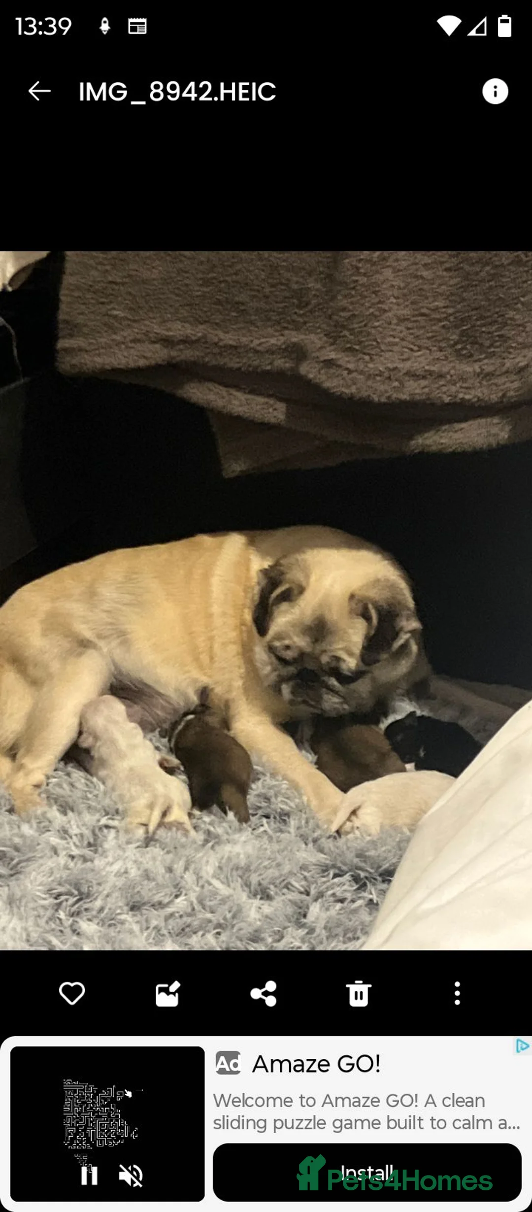 Mixed Breed dogs for sale: Pugz boy puppies,  - Advert 2