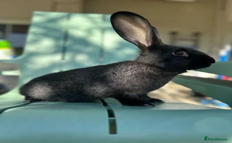French Lop rabbits - Advert 2