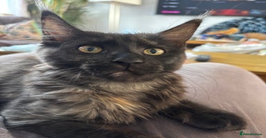 Maine Coon cats in Wickford - Advert 12