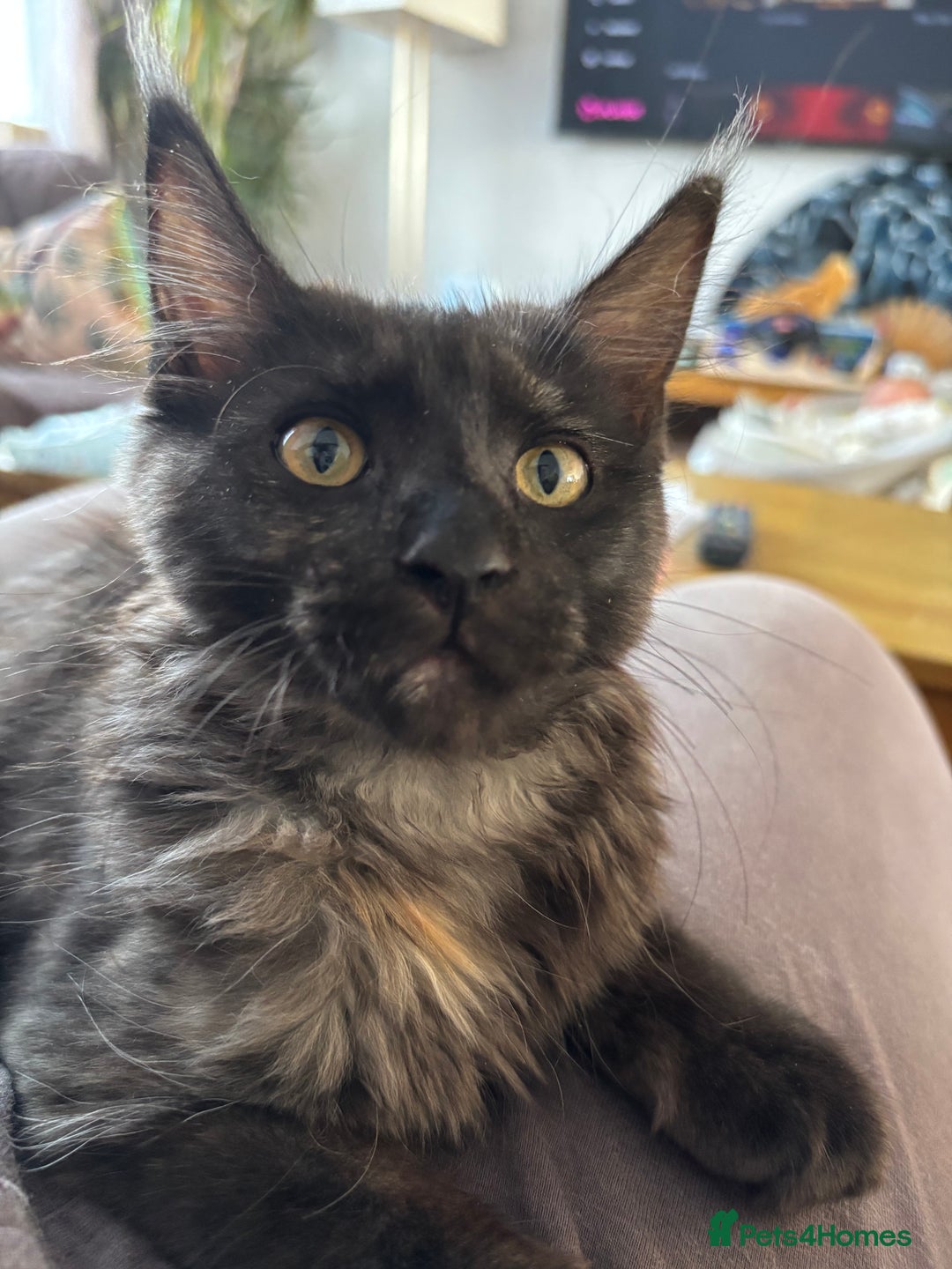 Maine Coon cats for sale: Black Smoke Tortie Maine Coon girl Left in Wickford - Image 1
