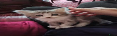Mixed Breed Kitten 3