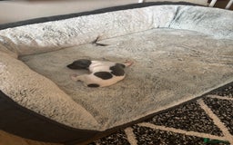 Italian Greyhound dogs for sale: 7/8 Italian greyhound x 1/8 whippet pup for sale  - Image 9