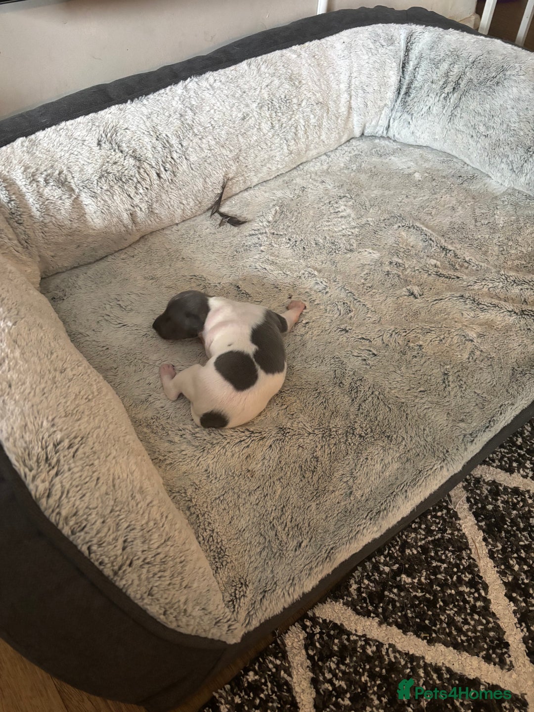 Italian Greyhound dogs for sale: 7/8 Italian greyhound x 1/8 whippet pup for sale  - Image 9