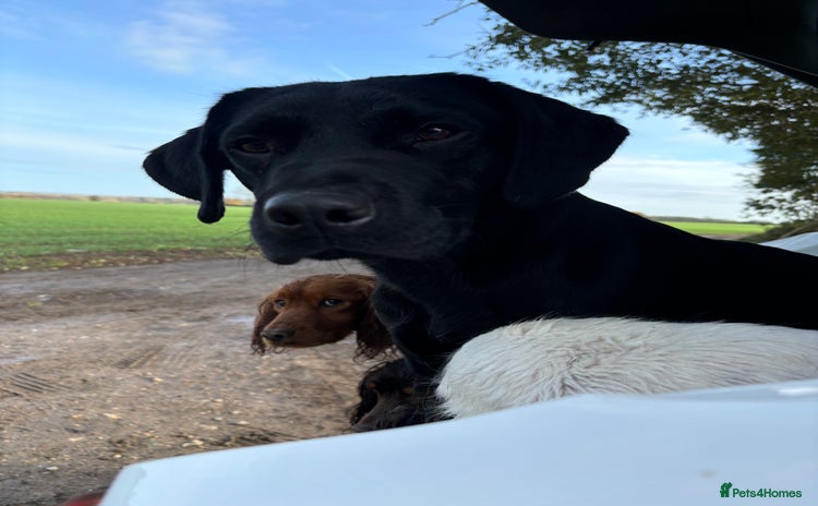 Labrador Retriever dogs - Advert 1