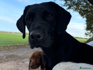 Labrador Retriever dogs - Advert 1