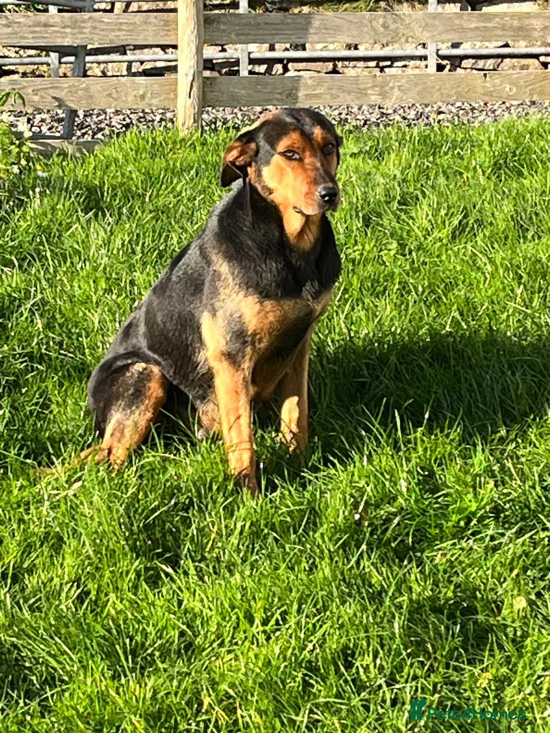 Mixed Breed dogs for sale: Beautiful Huntaway X Collie Pups in Brecon - Advert 2