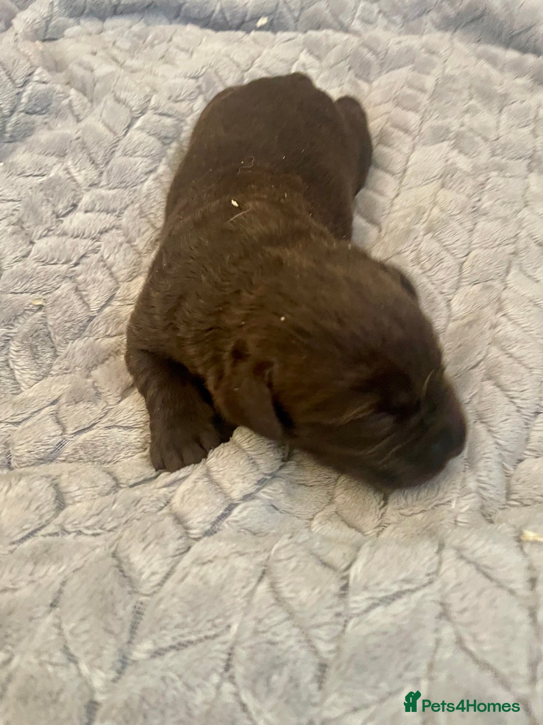 Labrador Retriever dogs for sale: LABRADOR PUPPIES 5 GEN ENHANCED PEDIGREE  - Image 8