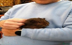 Guinea Pig rodents for sale: Fluffy guinea pig babies  - Advert 5
