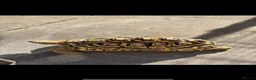 Tortoise reptiles for sale: Male leopard tortoise - Advert 3