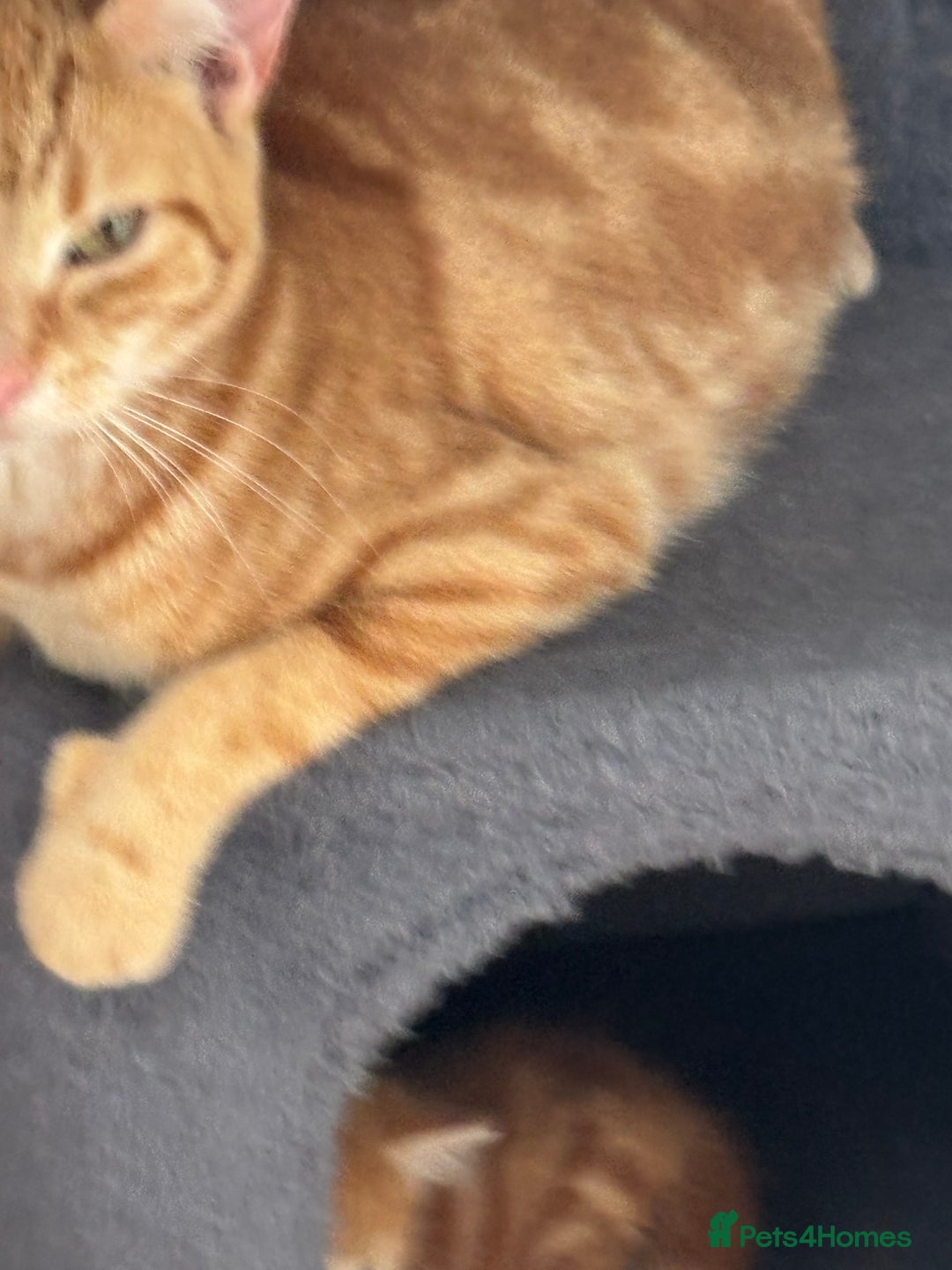 British Shorthair cats for sale: Emmah - Advert 3