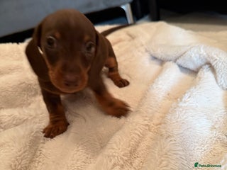 Miniature Dachshund dogs - Advert 1