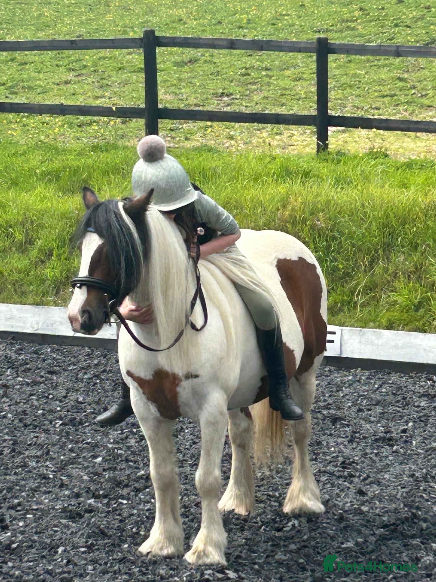 Irish Cob horses 13h Cob mare - amazing child's pony - Advert 1