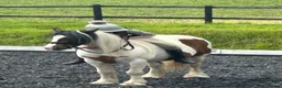 Irish Cob horses for sale: 13h Cob mare - amazing child's pony in Stockport - Advert 1