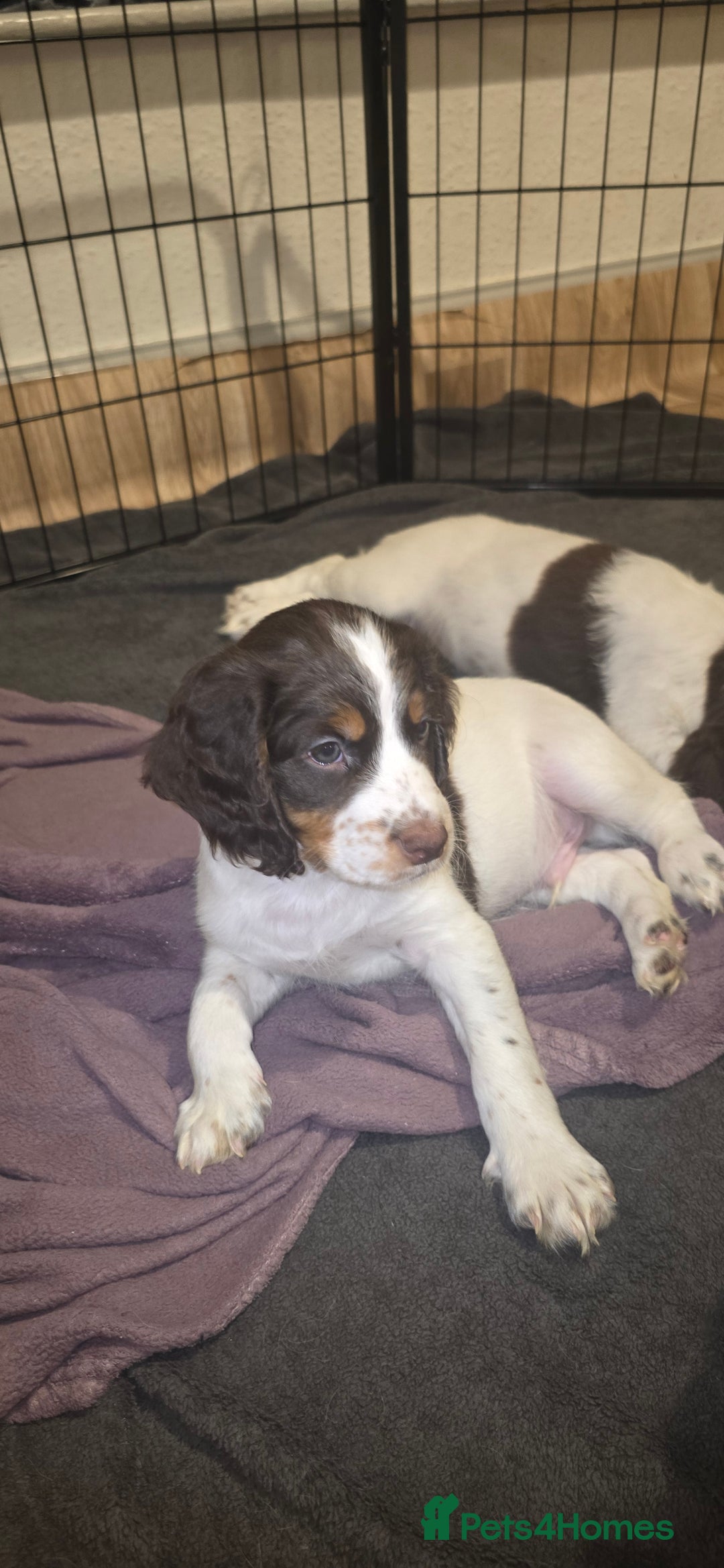 Sprocker dogs for sale: Home-Reared Sprocker Puppies  - Advert 10