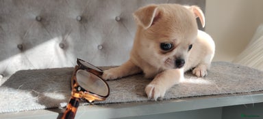 Chihuahua dogs - Advert 1