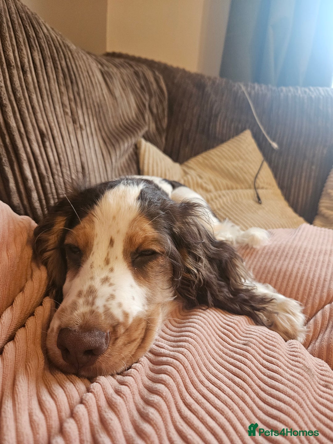 Cocker Spaniel dogs for sale: 17 week Cocker Spaniel - Advert 9