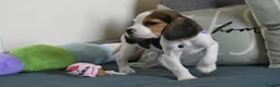 Beagle dogs for sale: Beautiful beagle puppies  - Advert 12
