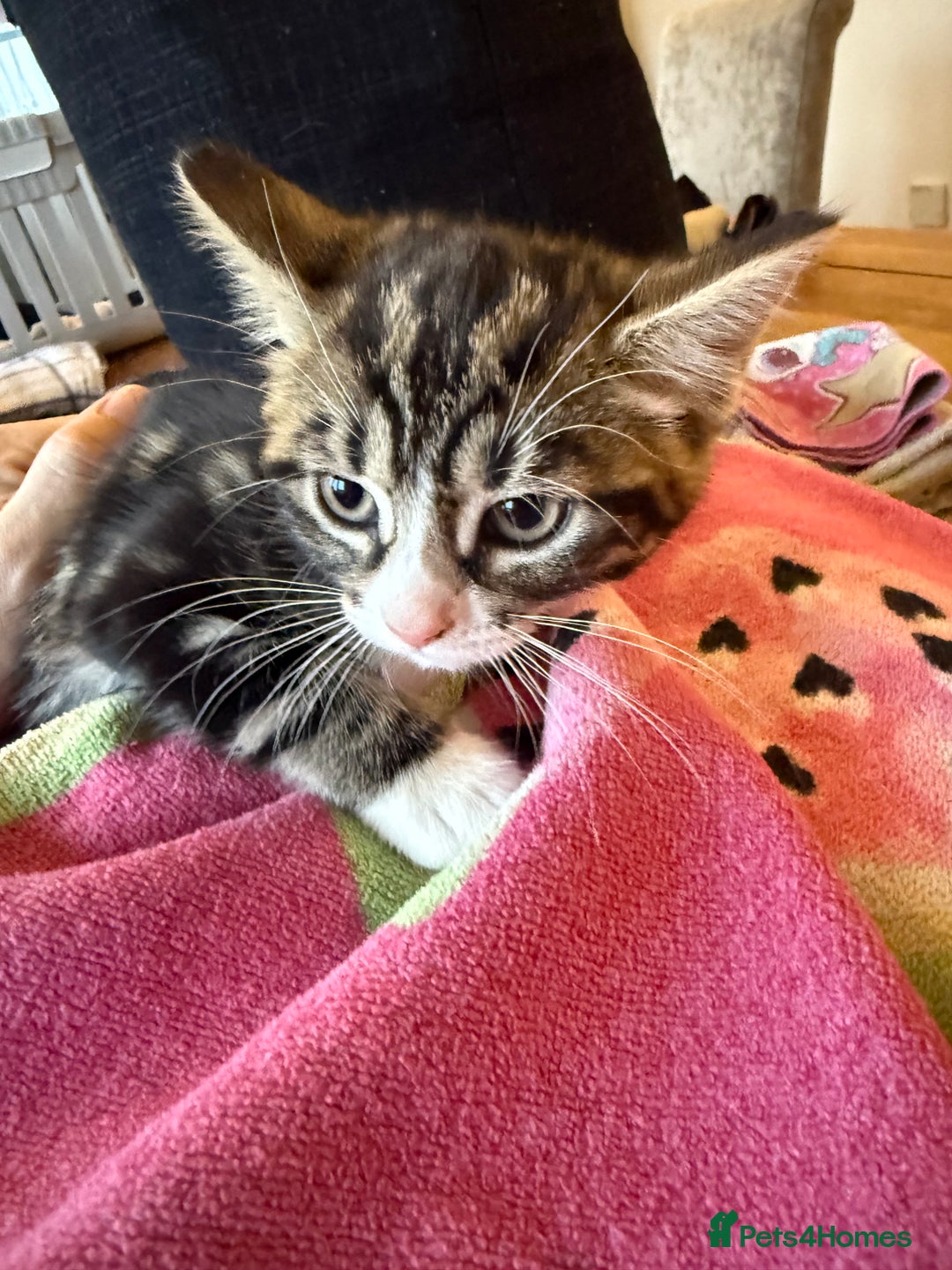 Domestic Shorthair cats for sale: 🤩🤩 6 beautiful babies 🤩🤩 - Image 10