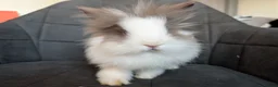 Lionhead rabbits for sale: Beautiful Double-maned Lionhead Rabbits for Sale - Advert 28