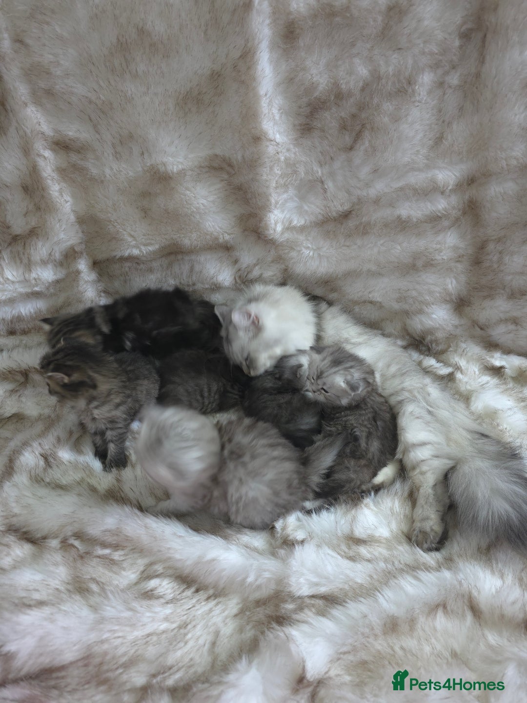 Persian cats for sale: Persian kittens  - Advert 2