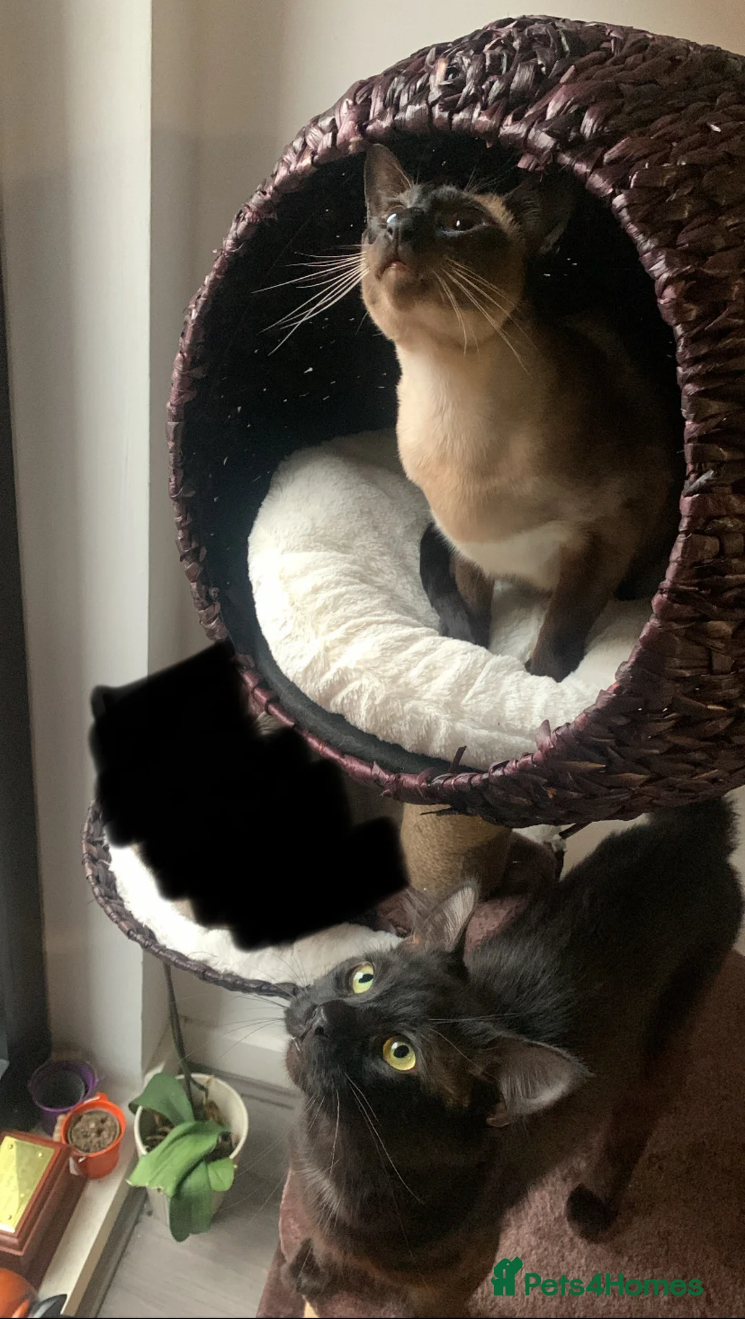 Mixed Breed cats for sale: Cosmo and Sakura looking for a good home  - Advert 4