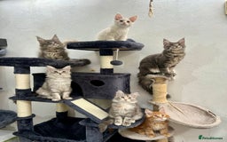 Maine Coon cats for sale: Pedigree TICA Registered Maine Coon Kittens - Image 4