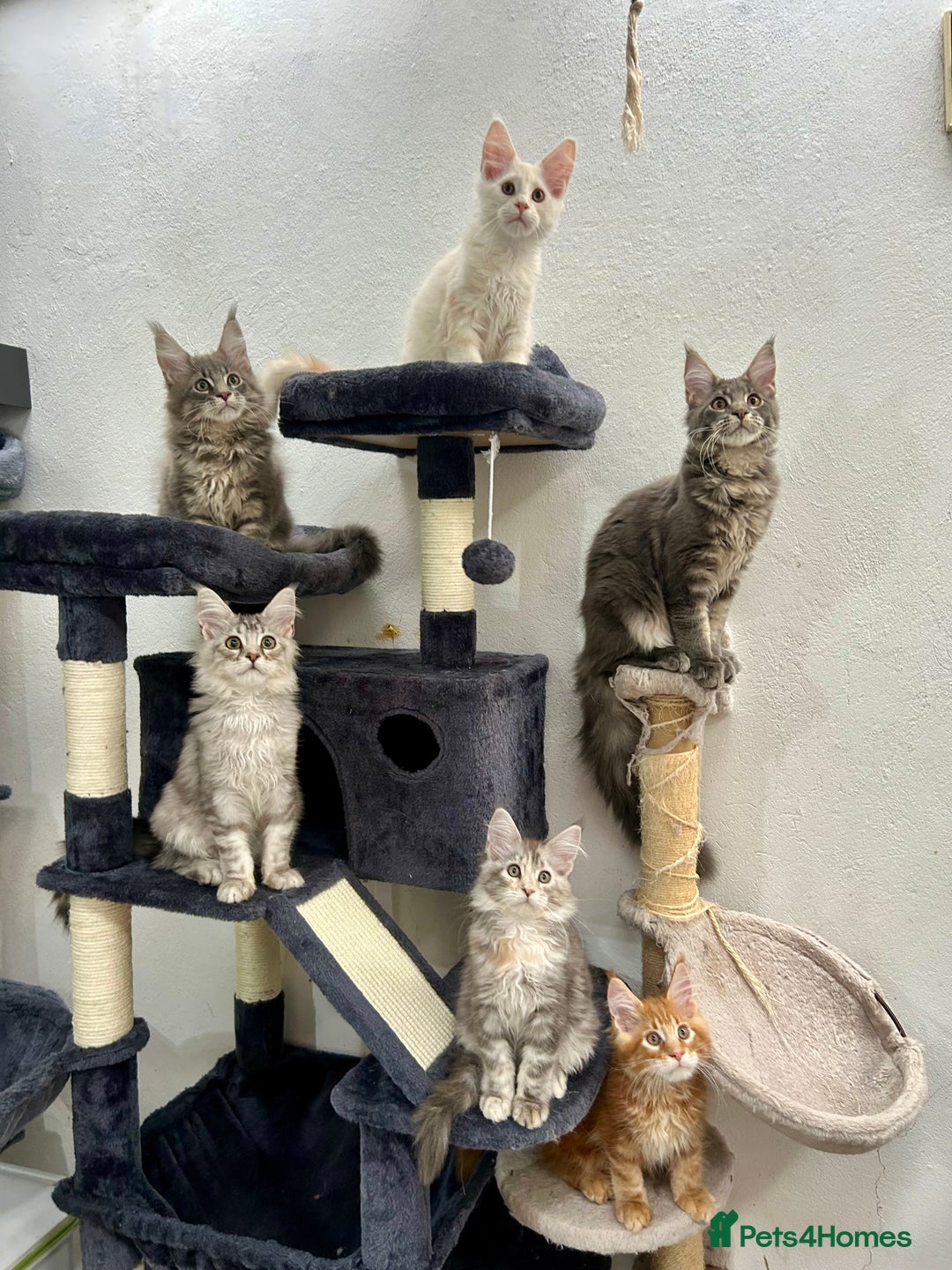 Maine Coon cats for sale: Pedigree TICA Registered Maine Coon Kittens - Image 4