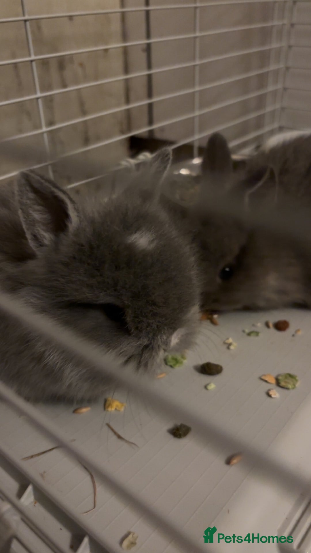 Mini Lop rabbits for sale: Lion head / mini lop mix baby male rabbits  - Advert 7