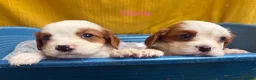Cavalier King Charles Spaniel dogs for sale: 🐾Cavalier King Charles Spaniels- Dad DNA tested🐾 - Advert 5