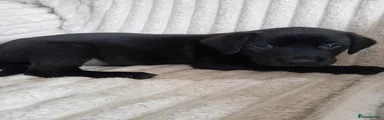 Labrador Retriever 2