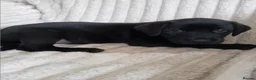 Labrador Retriever dogs for sale: Ready to go now Labrador pups for sale.  - Advert 30