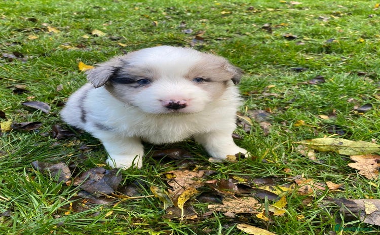 Border Collie dogs - Advert 6