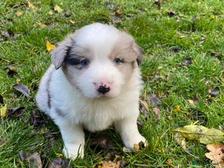 Border Collie dogs - Advert 6