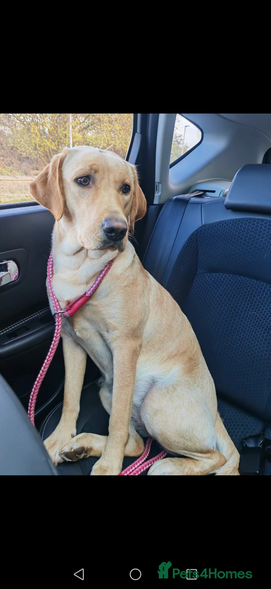 Labrador Retriever dogs for sale: 18 month old Yellow female Labrador Retriever  in Maryport - Advert 1
