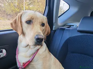 Labrador Retriever dogs 18 month old Yellow female Labrador Retriever - Advert 1