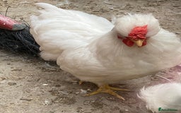 Chickens poultry for sale: Various growers and roos inc sultan, silkie cross  - Image 3